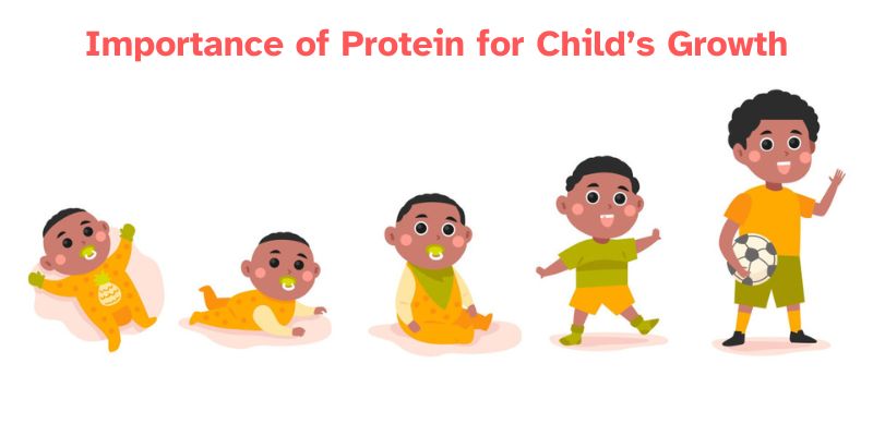 Importance of Protein for Child’s Growth